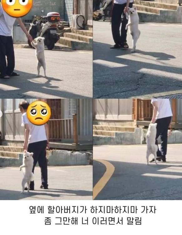 출근길 사람하고 기싸움하는 포메라니안 | 인스티즈