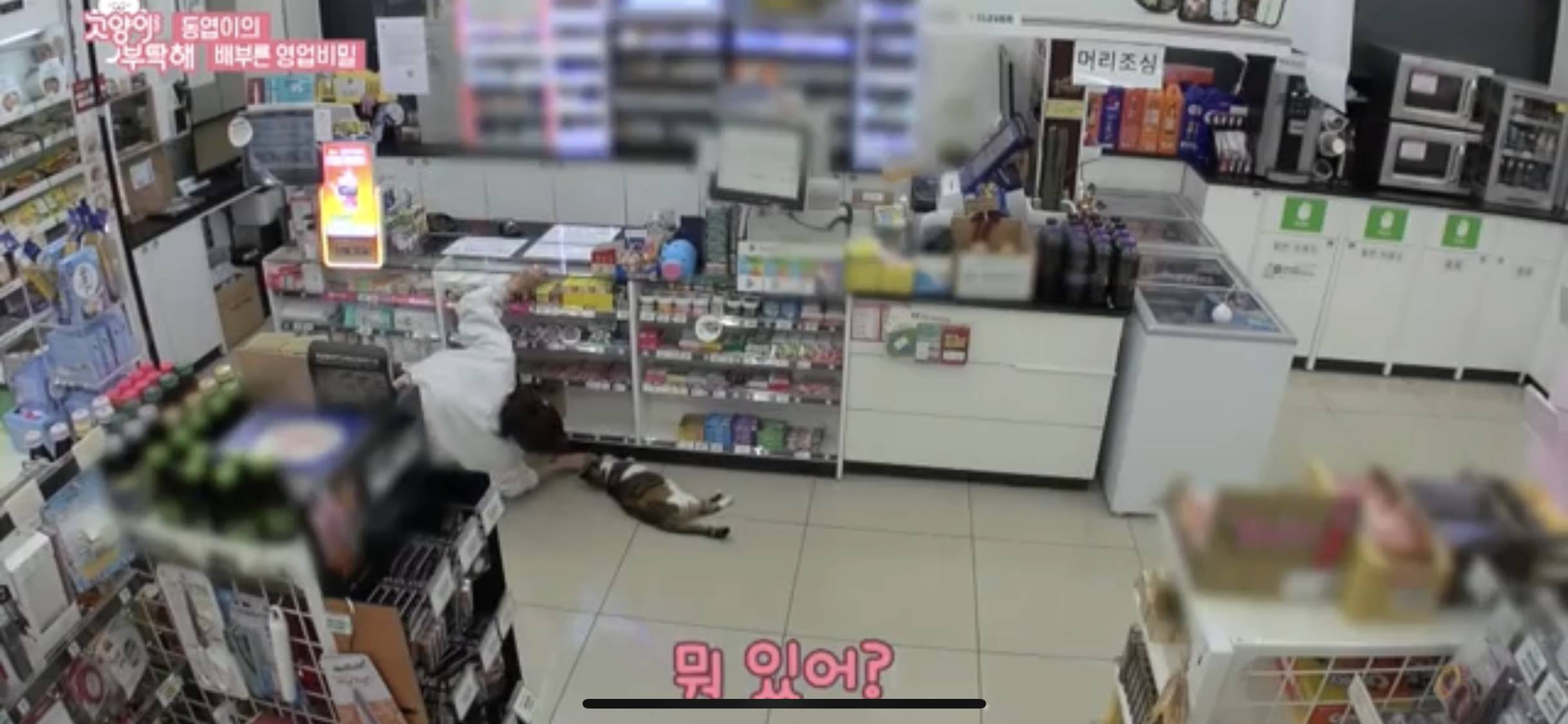 편의점 이달의 우수사원 고부장의 업무일지 😻 [고양이를부탁해] | 인스티즈