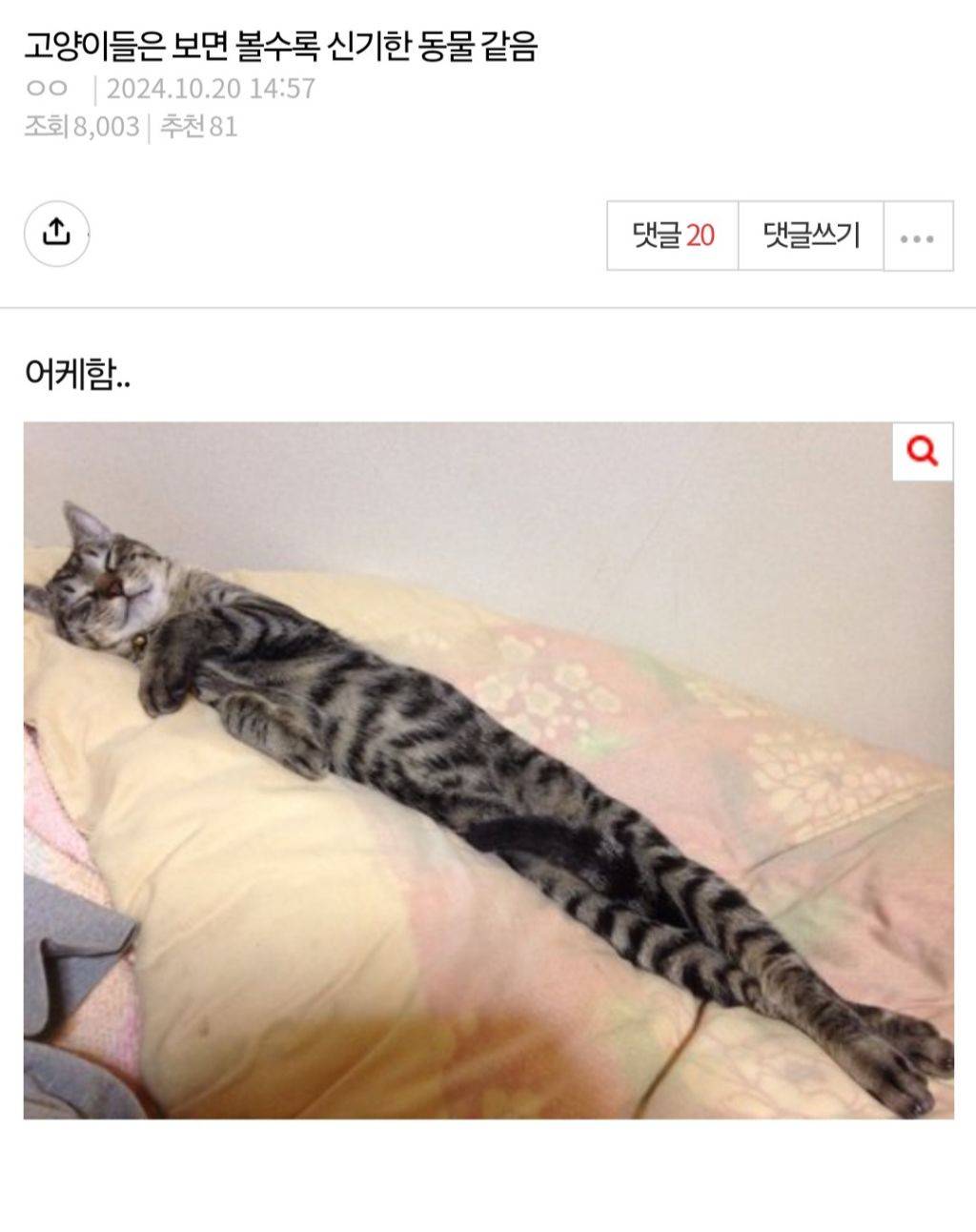 고양이들은 보면 볼수록 신기한 동물 같음 | 인스티즈