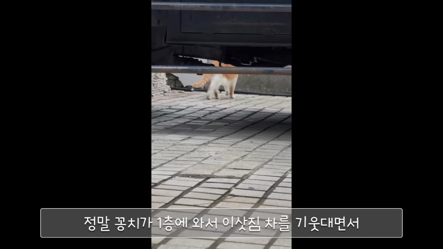 이사 가는 날 아침 10시까지 나오면 같이 가는 거라고 했더니 진짜 나온 고양이 | 인스티즈