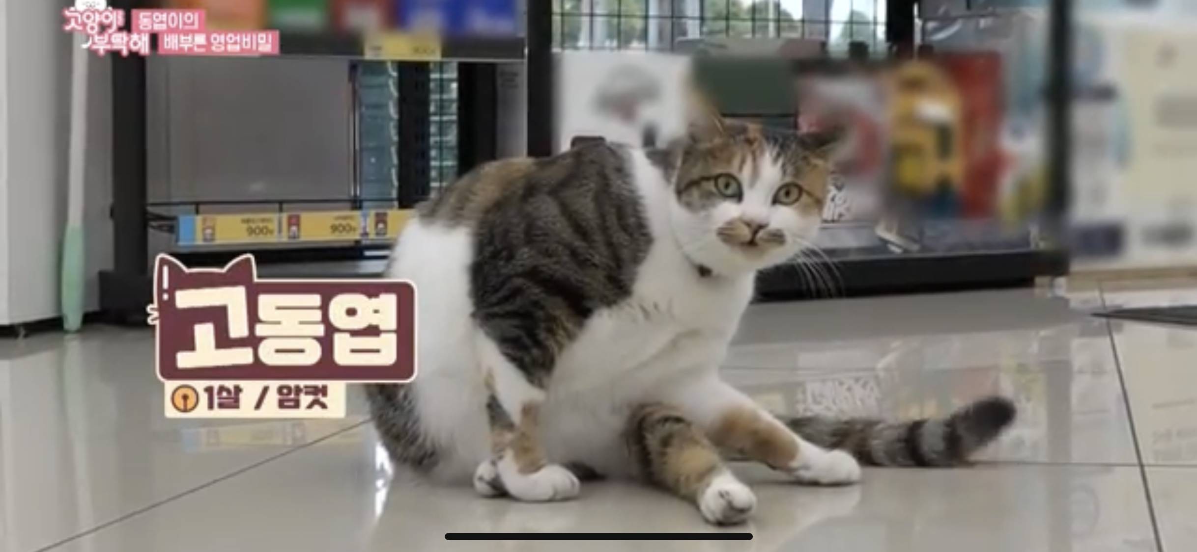 편의점 이달의 우수사원 고부장의 업무일지 😻 [고양이를부탁해] | 인스티즈