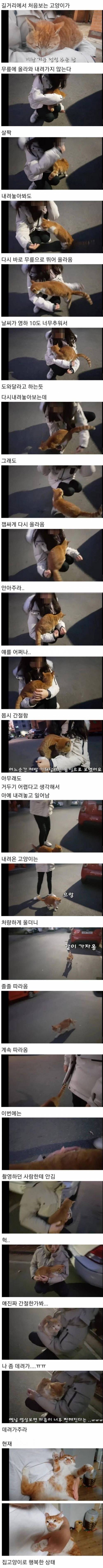 영하 10도가 너무나도 추웠던 길냥이.jpg | 인스티즈