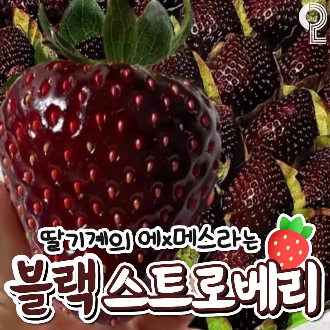 일반 딸기보다 훠얼씬 달다는 🖤블랙스트로베리🖤 | 인스티즈