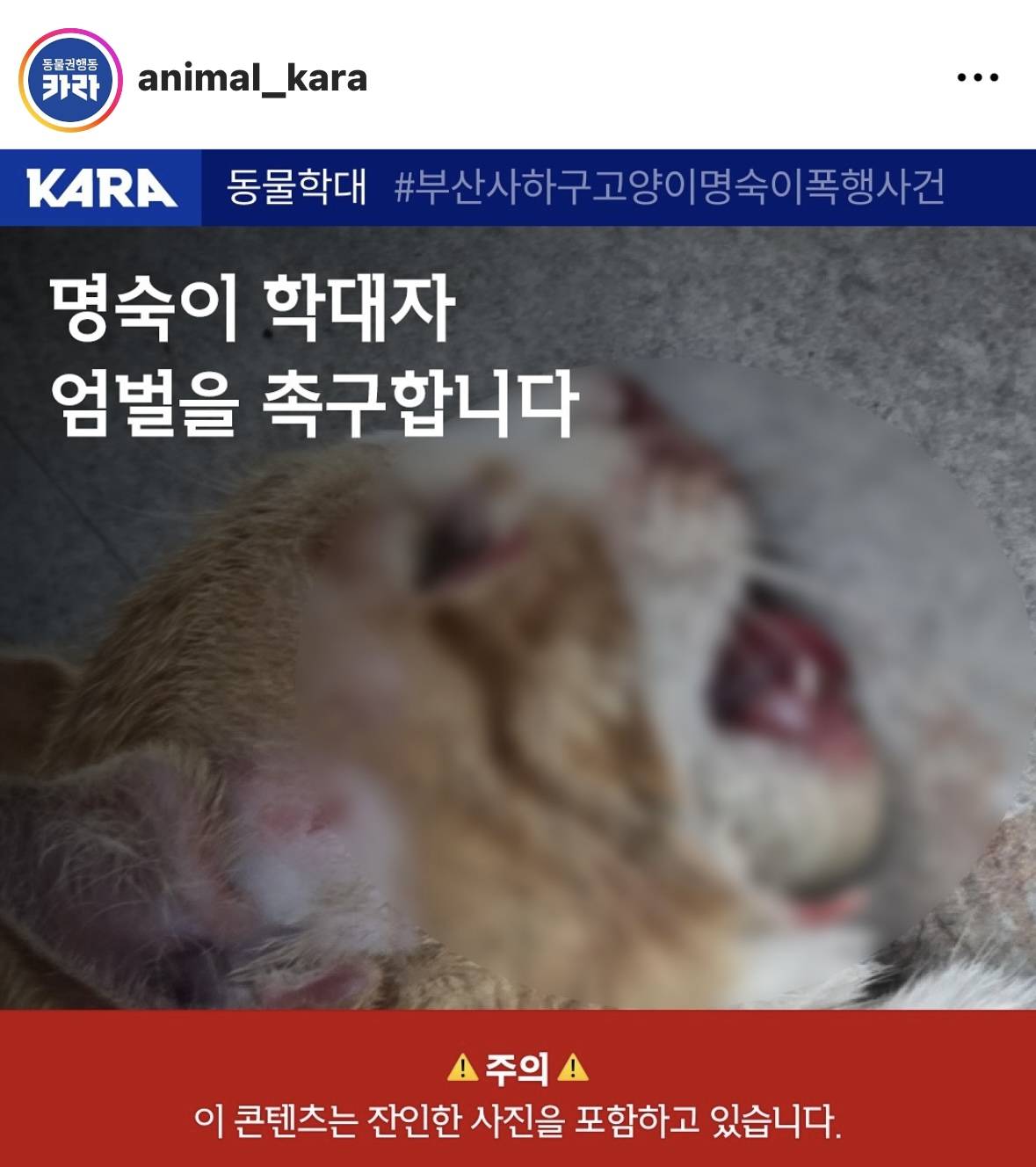 부산 모 회사 직원이 아기고양이 새벽 3시간동안 엄청 고문하고 학대함.. (빡침주의) | 인스티즈