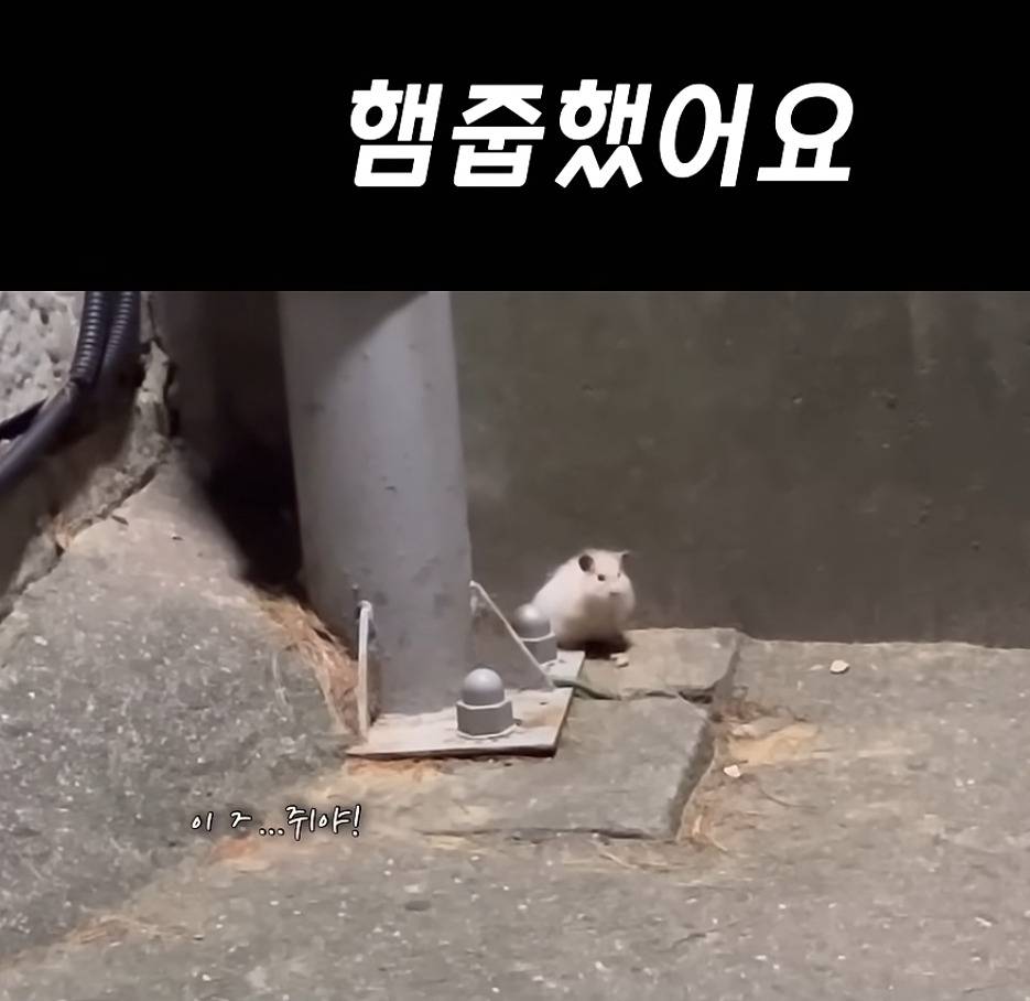 유기된 햄스터를 줍고 입양한 유튜버 | 인스티즈