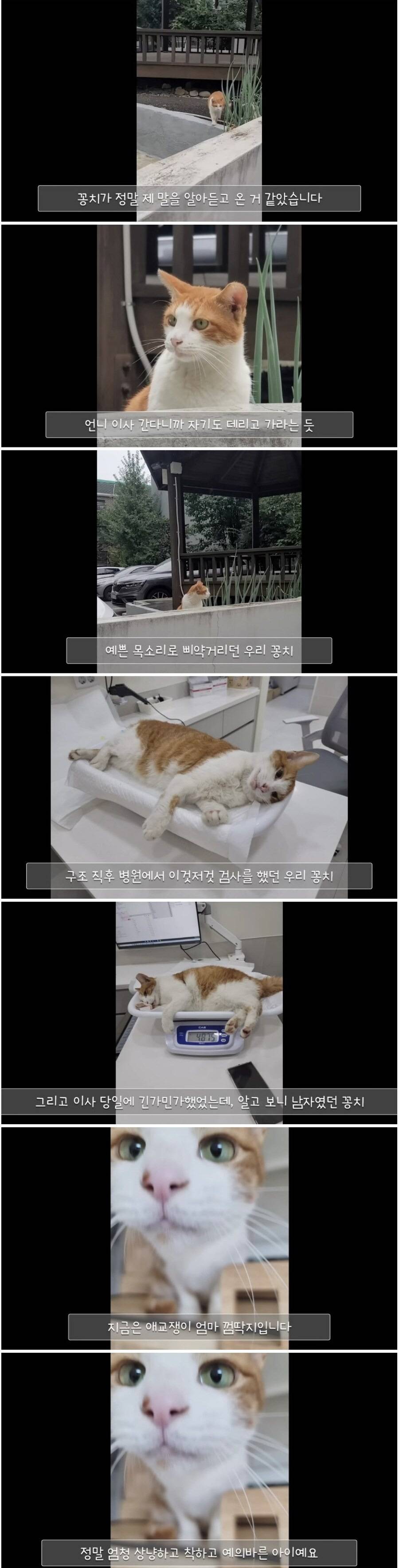 길고양이 같이 이사 가고 싶으면 이삿날 나오라고 했더니 .jpg | 인스티즈