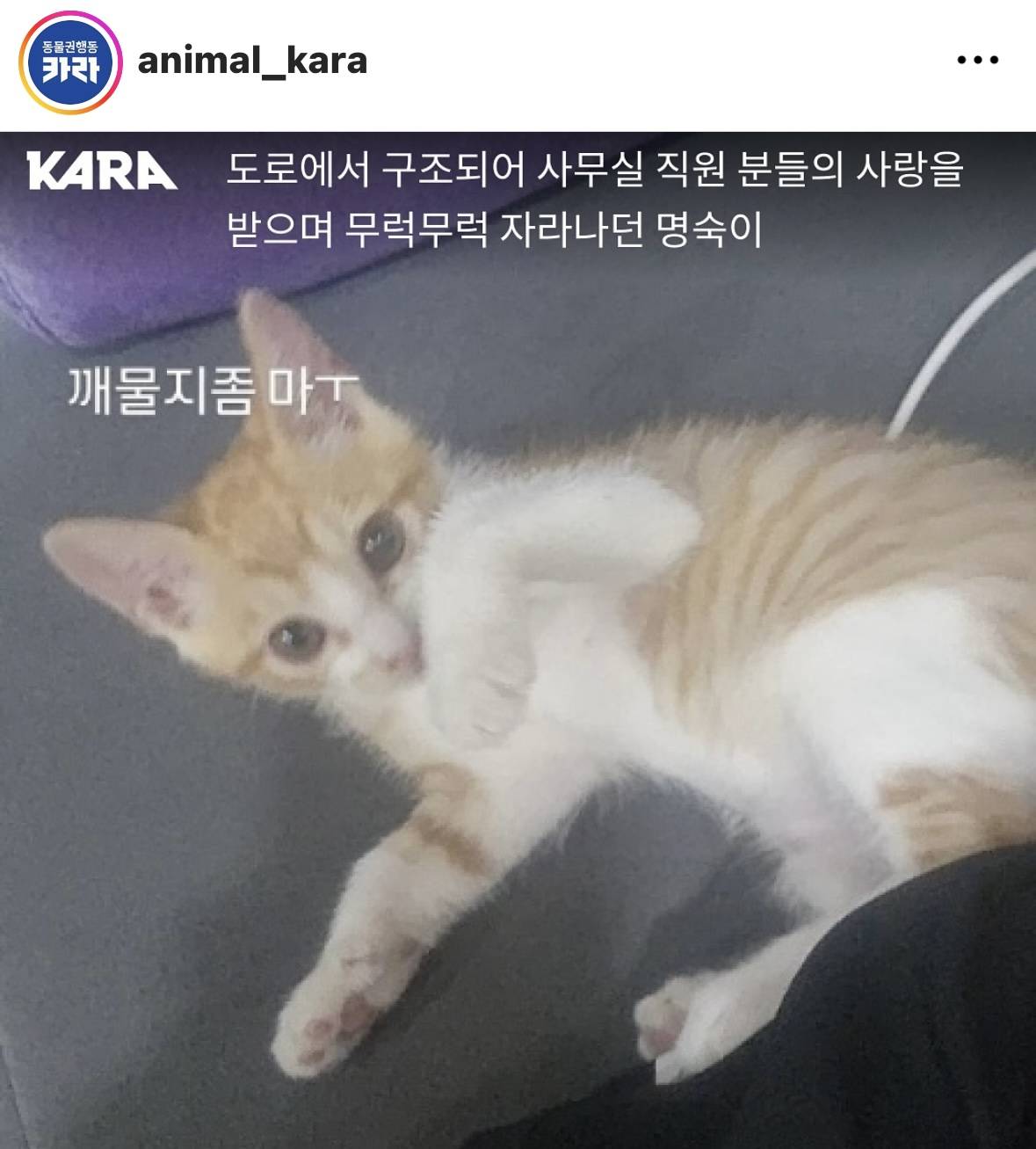 부산 모 회사 직원이 아기고양이 새벽 3시간동안 엄청 고문하고 학대함.. (빡침주의) | 인스티즈