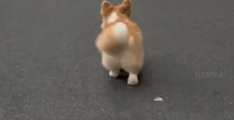 꼬리 안 자른 웰시코기 특징.gif | 인스티즈