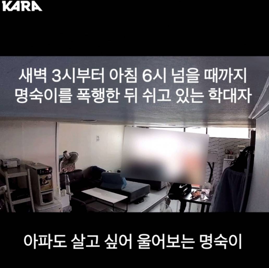 부산 모 회사 직원이 아기고양이 새벽 3시간동안 엄청 고문하고 학대함.. (빡침주의) | 인스티즈