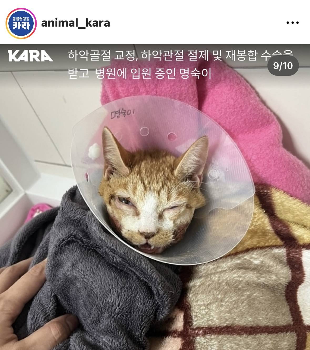 부산 모 회사 직원이 아기고양이 새벽 3시간동안 엄청 고문하고 학대함.. (빡침주의) | 인스티즈