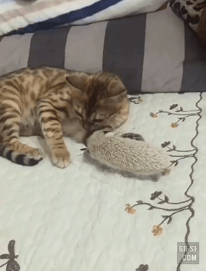 고슴도치를 처음 만져 본 고양이 | 인스티즈