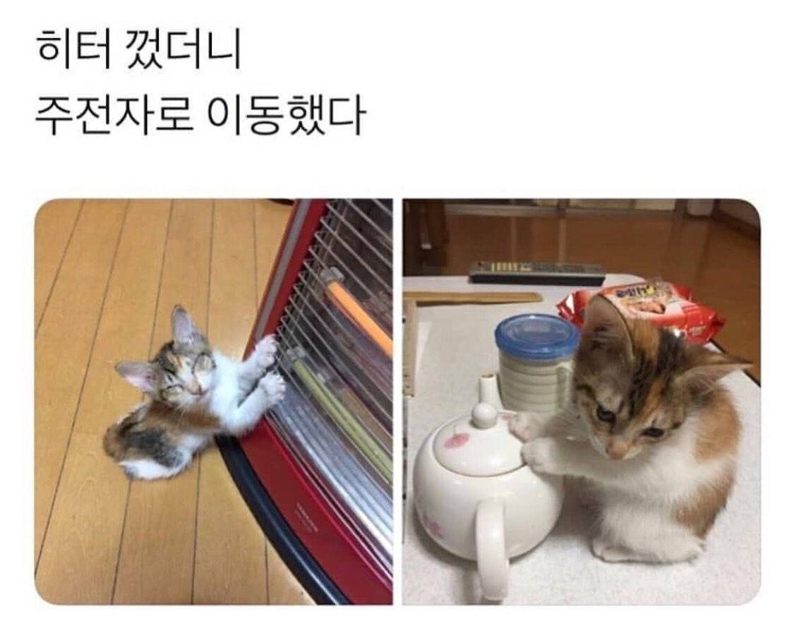 내 반려동물이 딱 한마디만 인간 말을 할 수 있다면? 나도 너무너무 사랑해 vs 나 아파 | 인스티즈