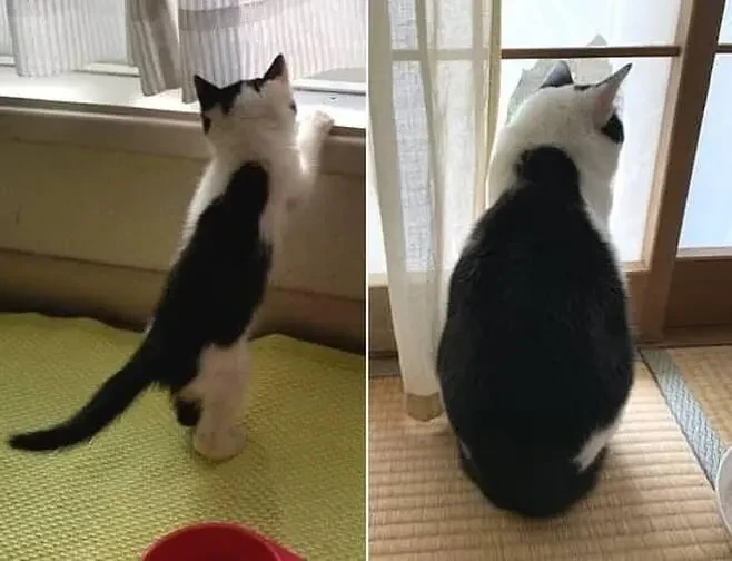 고양이 숙성 전 후 | 인스티즈
