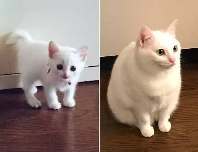고양이 숙성 전 후 | 인스티즈