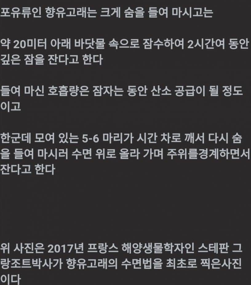 향유고래가 자기전에 하는것 | 인스티즈