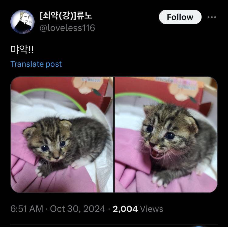 고양이를 줍줍했는데 삵이랑 닮았다고 난리남 | 인스티즈