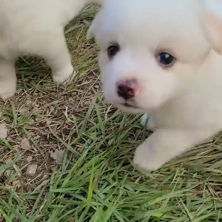 시골 똥강아지 특징 | 인스티즈