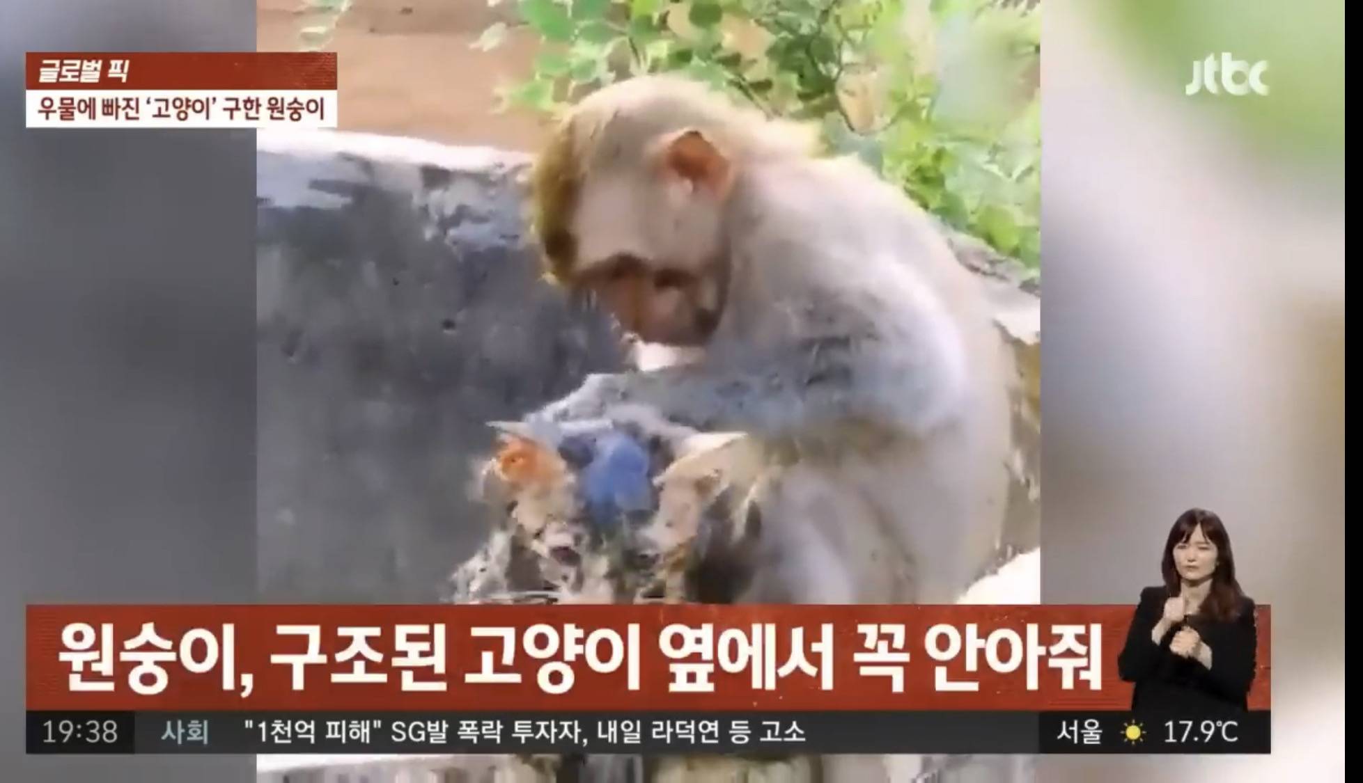 우물에 빠진 새끼 고양이 구하려는 원숭이 | 인스티즈