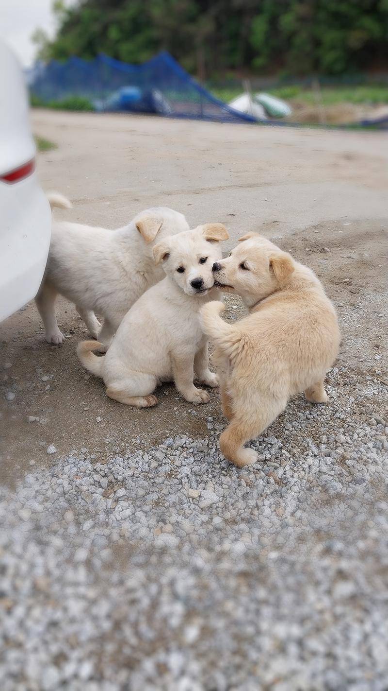 시골 똥강아지 특징 | 인스티즈