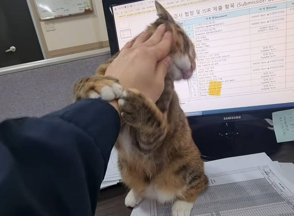 회사에서 고양이랑 숨막히는 싸움... | 인스티즈