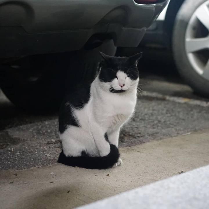 그동안 만났던 고양이 | 인스티즈