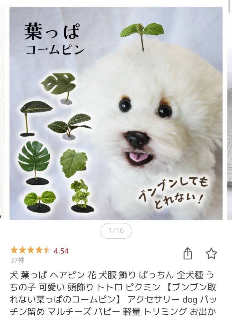 강아지 머리에 끼우는 나뭇잎인데.X | 인스티즈