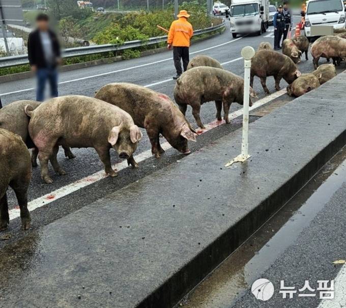 오늘 아침 빗길에 4.5톤 화물차 넘어져 돼지 38마리 탈출...jpg | 인스티즈