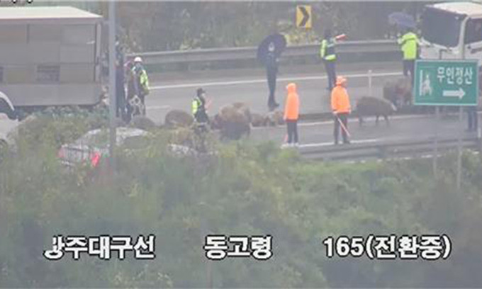 오늘 아침 빗길에 4.5톤 화물차 넘어져 돼지 38마리 탈출...jpg | 인스티즈
