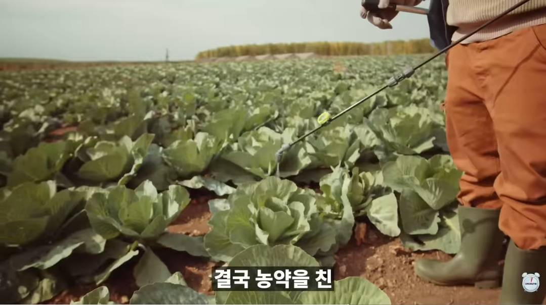 양배추 1나장 1나장씩 열심히 세척하던 분들 보세요.jpg | 인스티즈