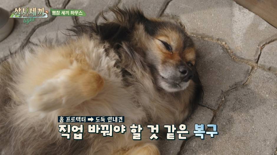 순해도 너무 순한 삼시세끼 복구.jpgif | 인스티즈