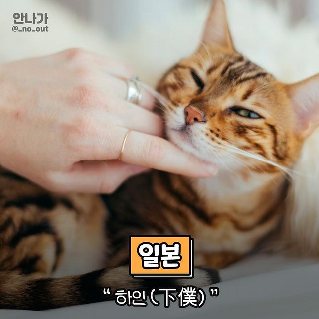 나라마다 고양이 집사를 부르는 말.jpg | 인스티즈