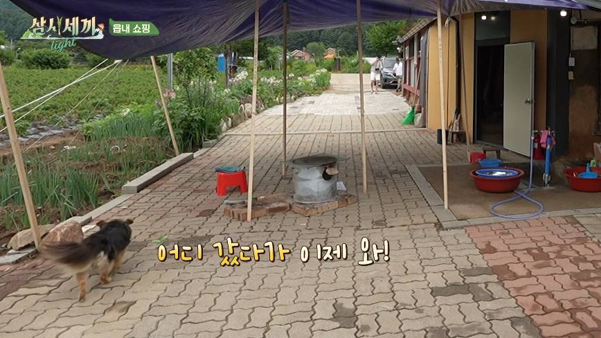 순해도 너무 순한 삼시세끼 복구.jpgif | 인스티즈