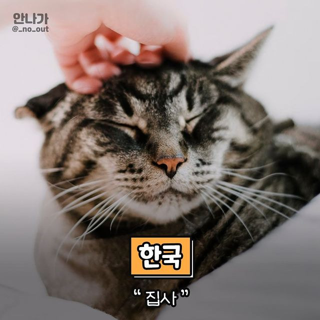 나라마다 고양이 집사를 부르는 말.jpg | 인스티즈