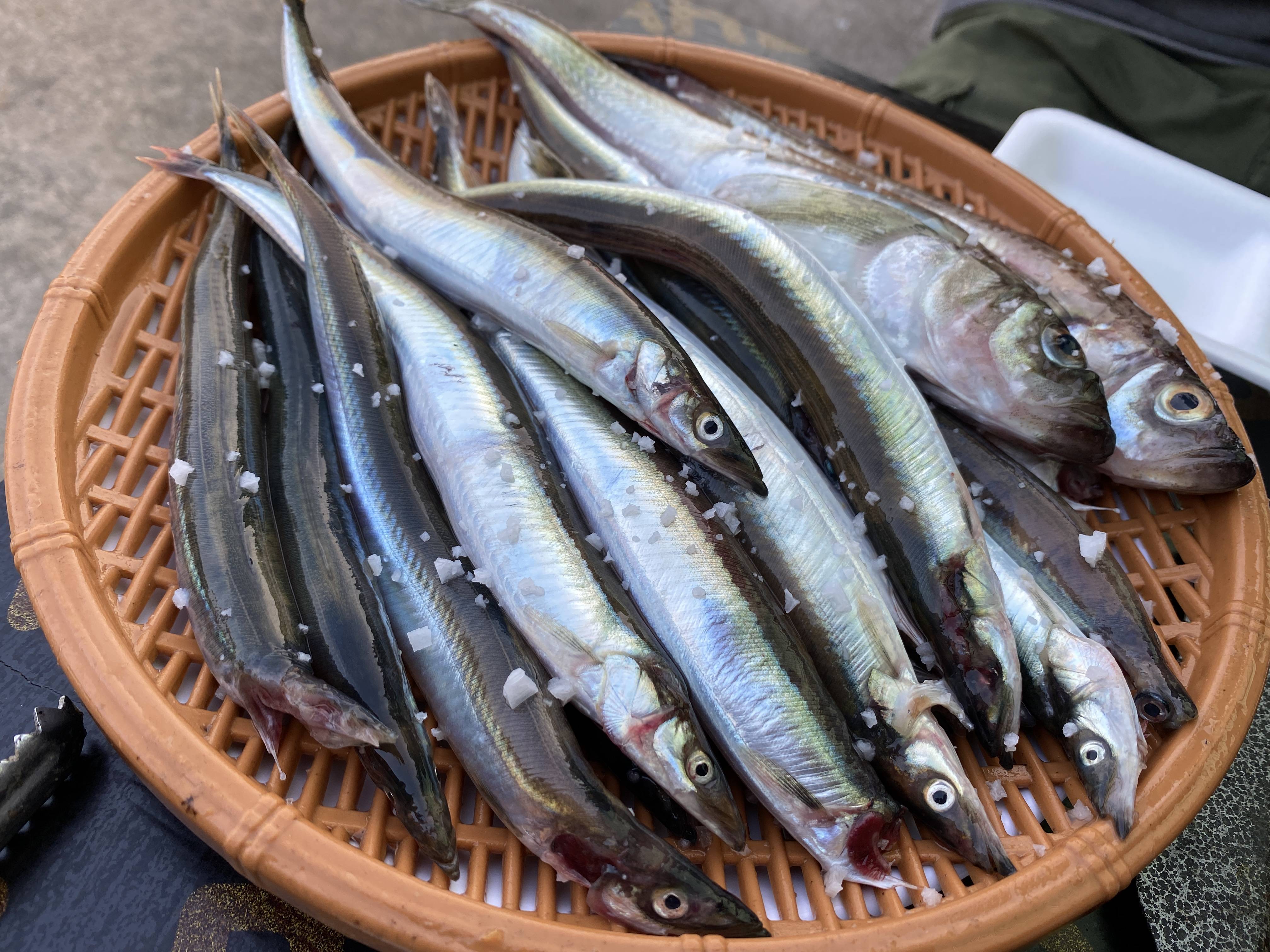 강원도 가서 먹기만 하는 강원도(속초) 쳐돌이가 먹는것들 🦑🦀🐟 | 인스티즈