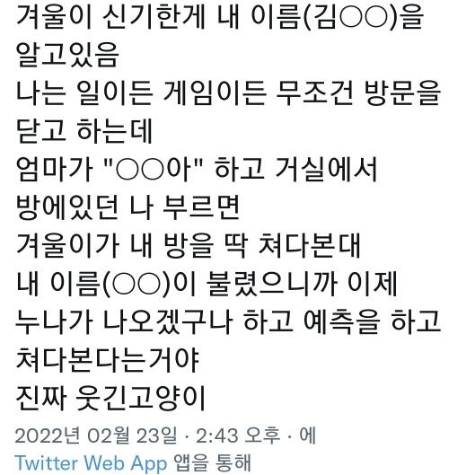 고양이는 사람 말을 알아듣는 거 같아 | 인스티즈