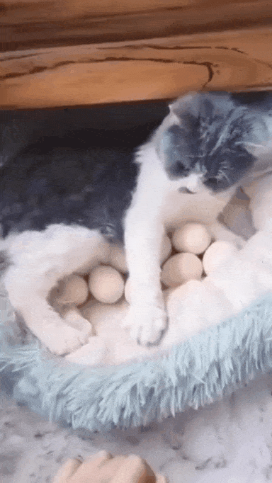 알 품는 고양이.gif | 인스티즈