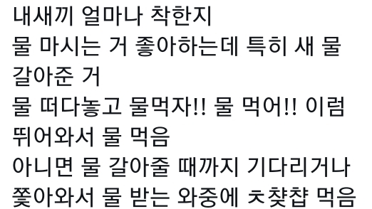 고양이는 사람 말을 알아듣는 거 같아 | 인스티즈