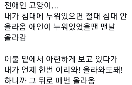 고양이는 사람 말을 알아듣는 거 같아 | 인스티즈