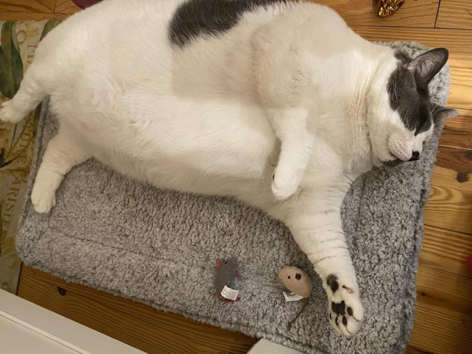 미국에서 화제된 18kg 뚱냥이 입양한 여성.JPG | 인스티즈