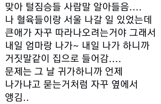 고양이는 사람 말을 알아듣는 거 같아 | 인스티즈