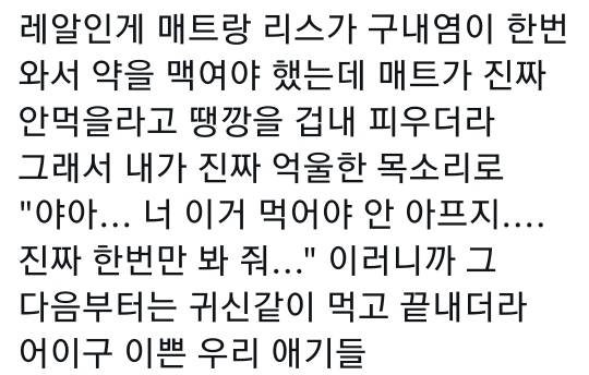 고양이는 사람 말을 알아듣는 거 같아 | 인스티즈