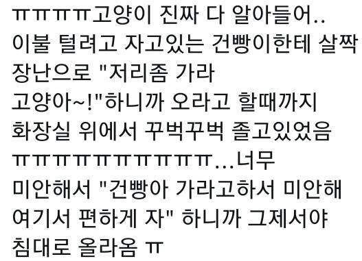 고양이는 사람 말을 알아듣는 거 같아 | 인스티즈