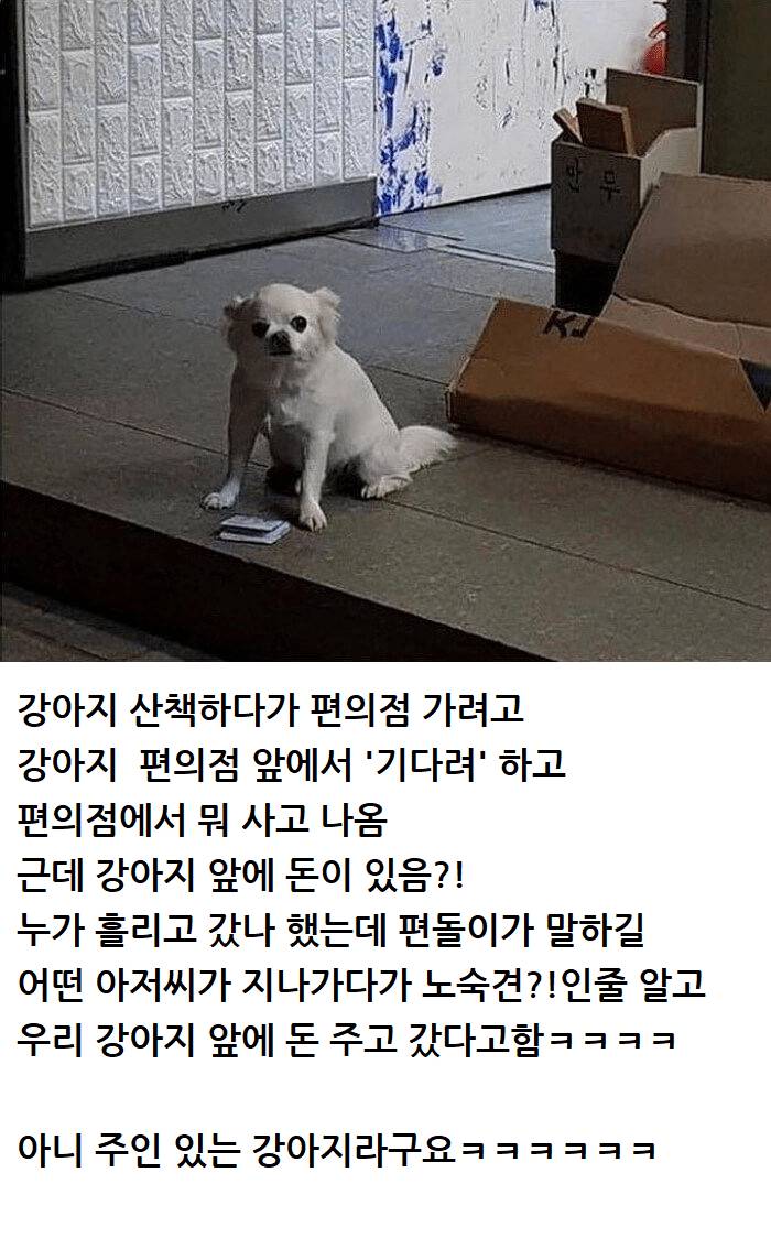 노숙견인 줄 알고 누가 돈 주고 감 | 인스티즈