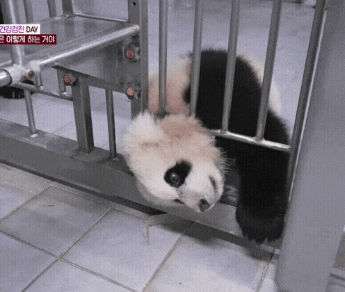 판다가 한자로 웅묘(🐼😺)인 이유.gif | 인스티즈