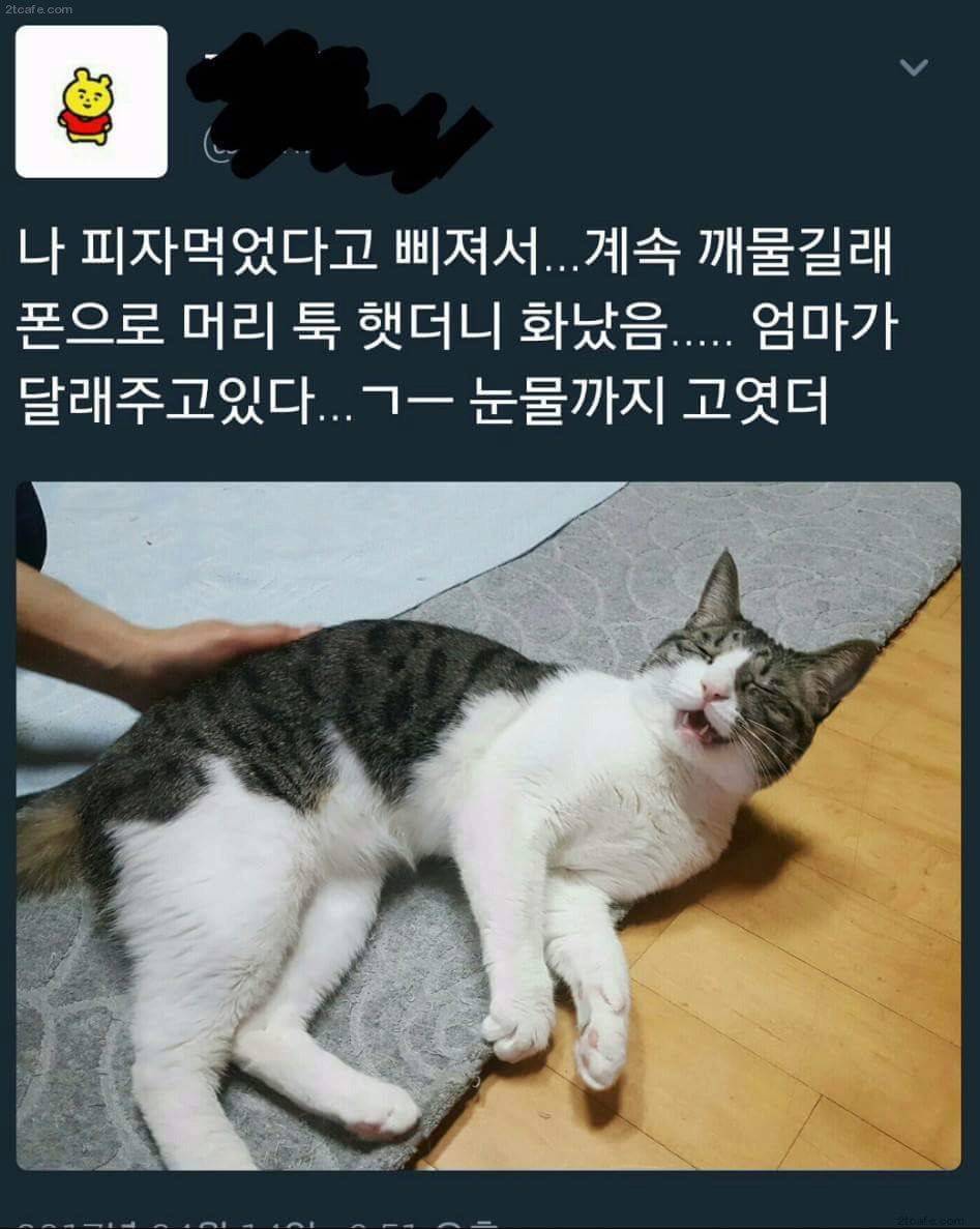 폰으로 머리 톡했더니 우는 고양이 | 인스티즈