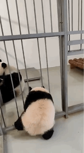 판다가 한자로 웅묘(🐼😺)인 이유.gif | 인스티즈