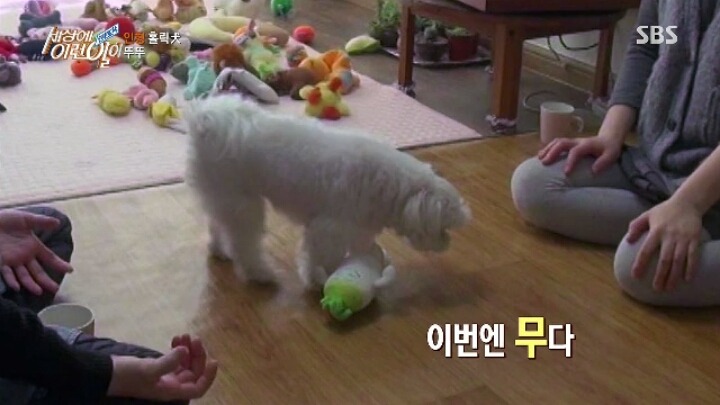 인형 홀릭견 뚜뚜.jpg | 인스티즈