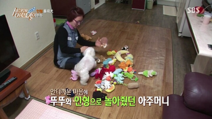 인형 홀릭견 뚜뚜.jpg | 인스티즈