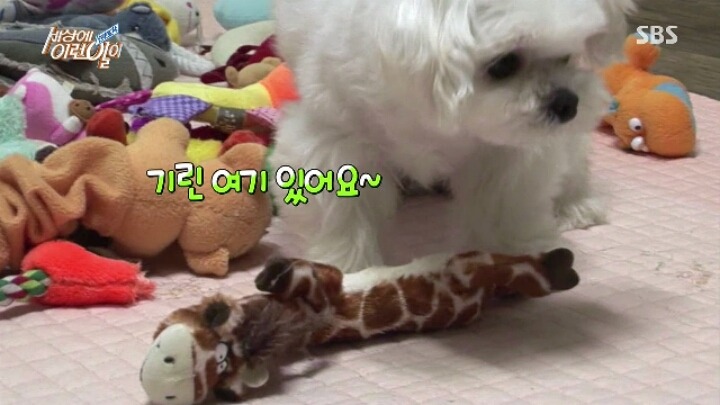인형 홀릭견 뚜뚜.jpg | 인스티즈