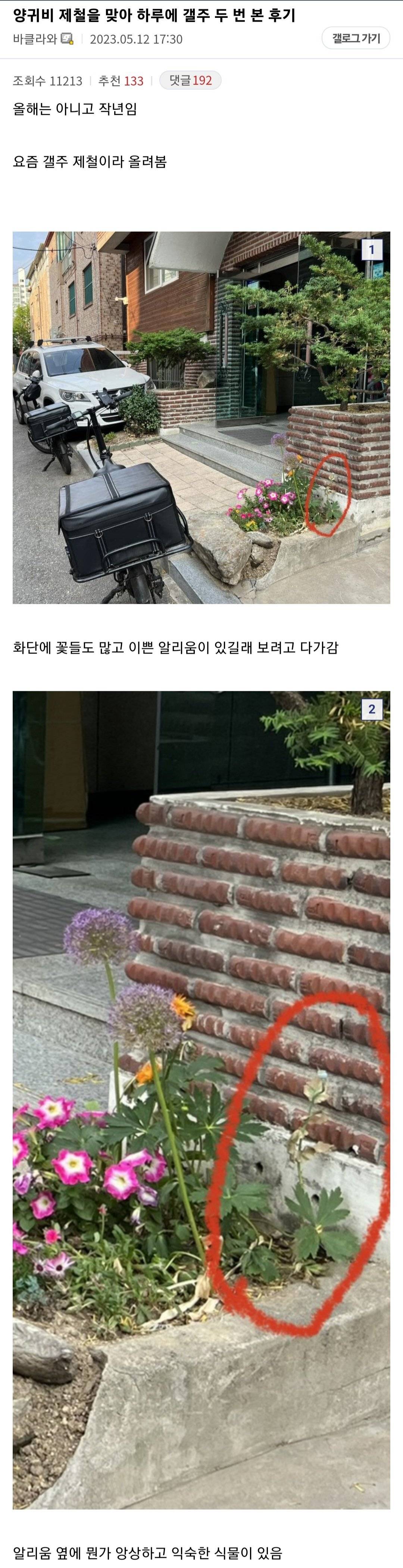 하루에 2번이나 양귀비 발견한 식물갤러.jpg | 인스티즈